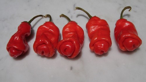 Seeds red peter - seeds,