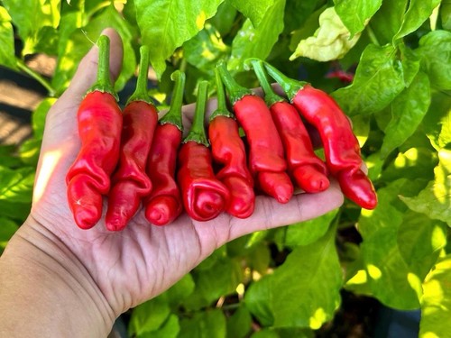 Red peter pepper seeds - red,