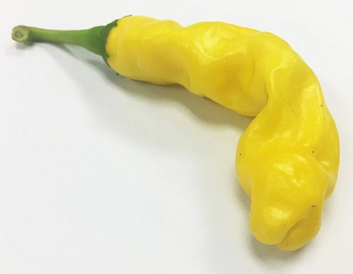 Yellow peter chili willy - yellow,
