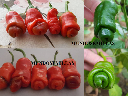 Red erotic pepper - red,