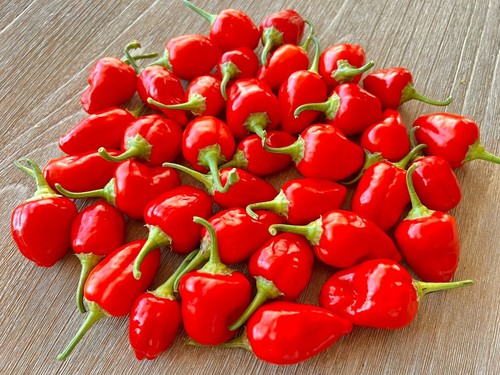 Peppapeach red pepper seeds - peppapeach,