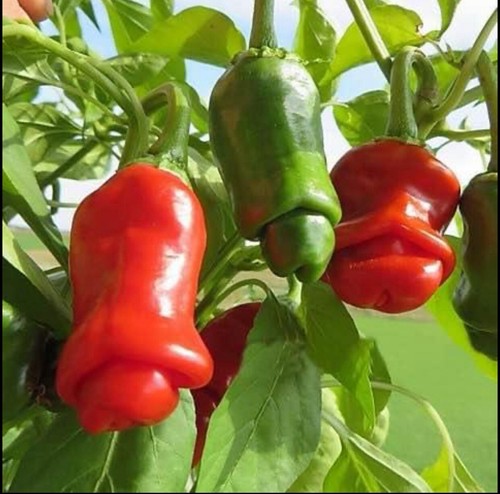 Seeds peter pepper - 10+,