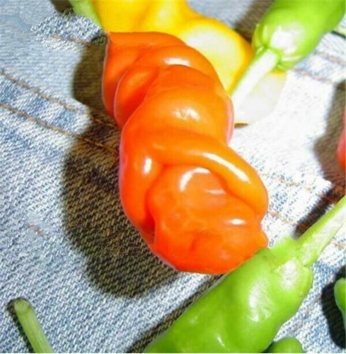 200 orange penis - orange,