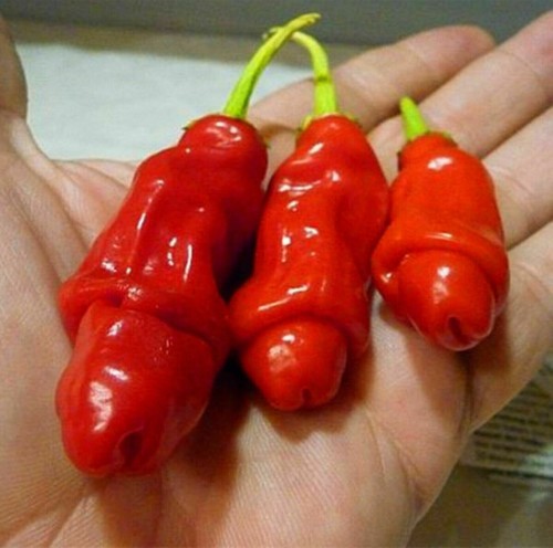 Peter pepper seeds - peter,