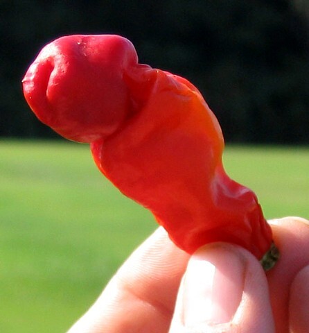 Hot peter pepper - pepper, seeds
