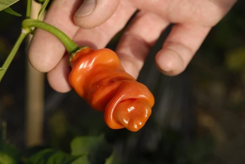 Peter pepper seeds plant - 30, to
