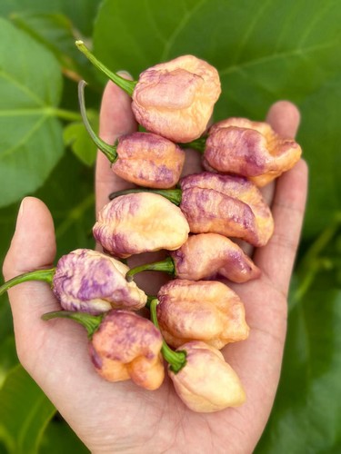 Delirio pepper seeds - pepper,