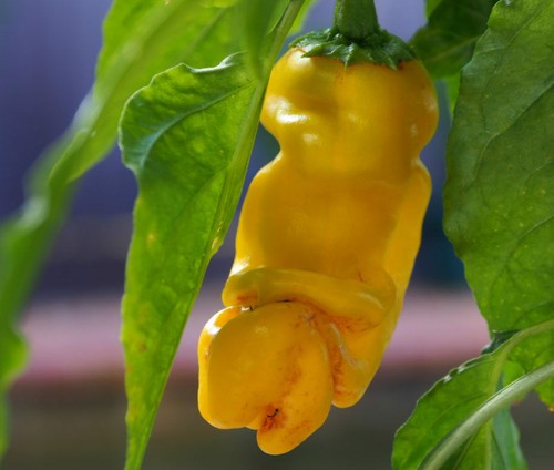 200 yellow penis peter pepper - penis,