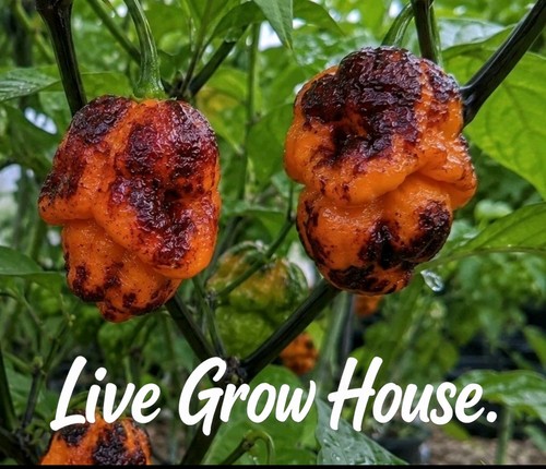 Pockmark orange pepper - orange,