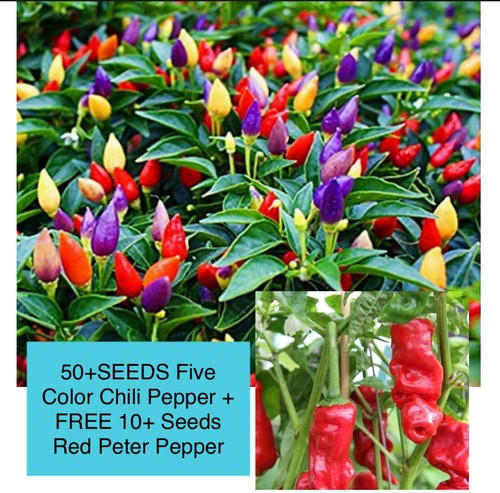 Seeds five color chili - 50+,