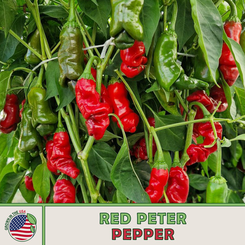 Rare organic red peter - 10,