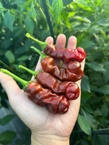 Chocolate peter pepper seeds - pepper,