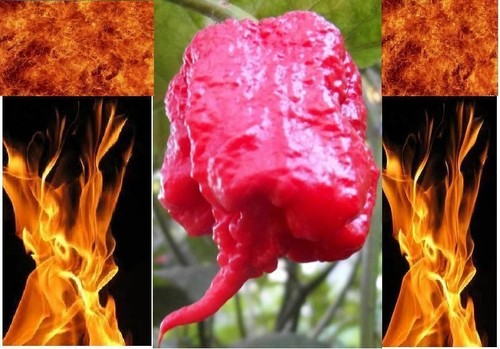 Super hot pepper - hot,