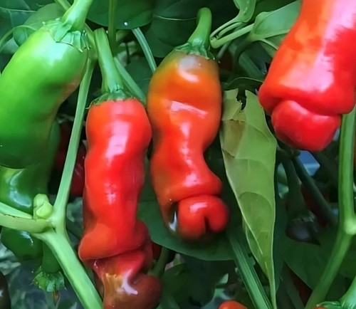 Rare organic red peter pepper - peter,