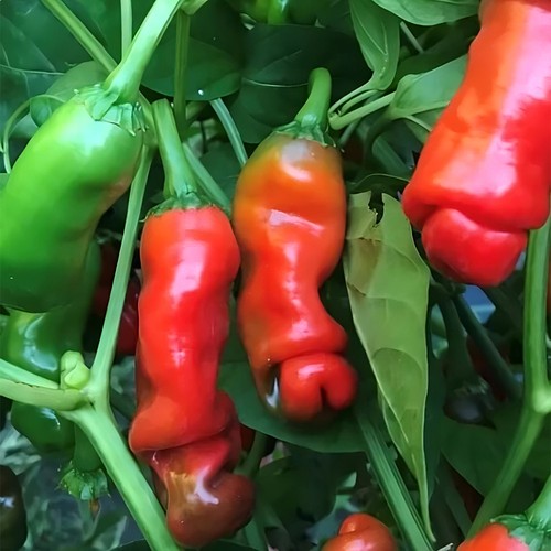 Red peter pepper - red,