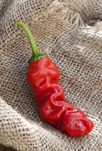 Peter chili willy heirloom - willy,