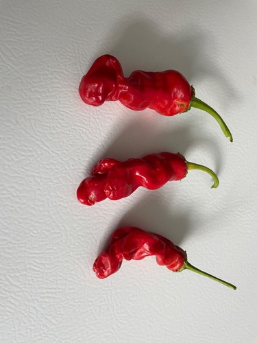 Red penis peter pepper - penis,
