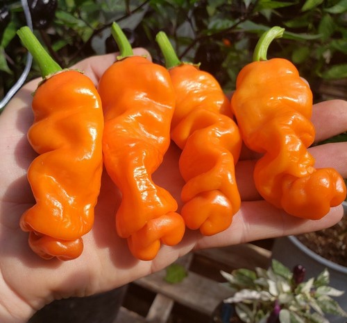 Orange peter hot pepper - pepper, seeds