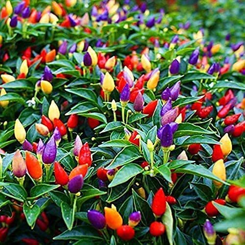 Exotic pepper seeds for - seeds,