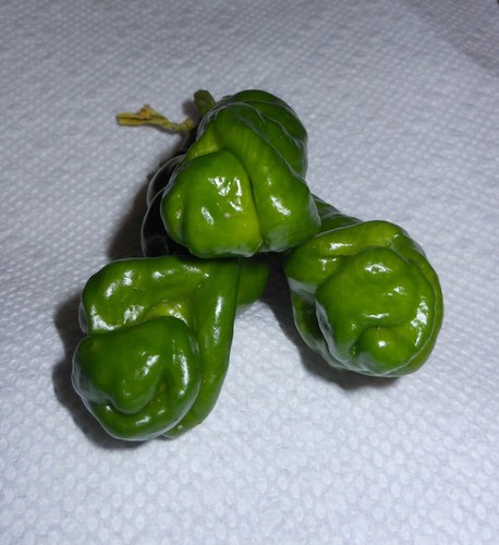 200 green penis - green, pepper