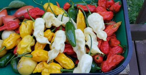 Heirloom pepper seeds - seeds, many