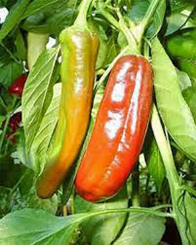 Pepper anaheim heirloom - pepper,,