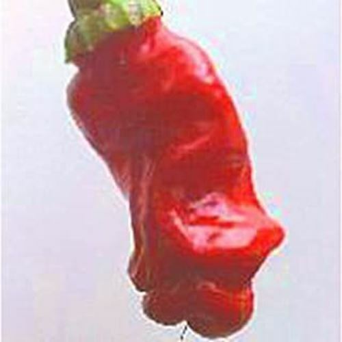 Peter pepper hot - peter, peppers