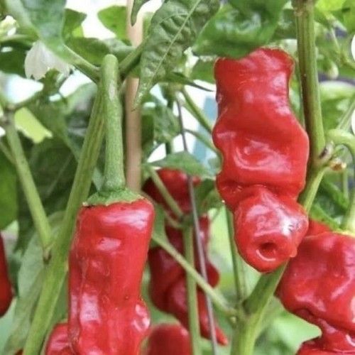 Seeds peter pepper red - 25+,