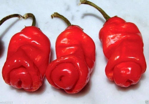 Red peter pepper seeds - peter, 8