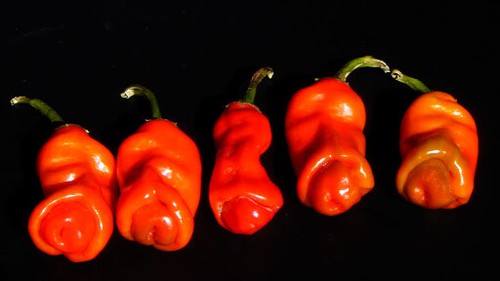 Peter pepper heirloom - peter,