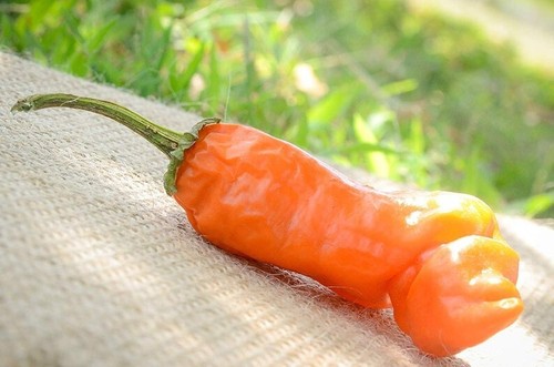 Orange peter chili - orange,