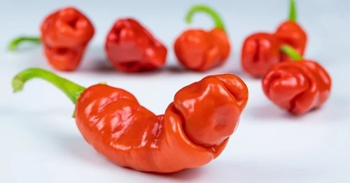 Peter red pepper seeds - red,