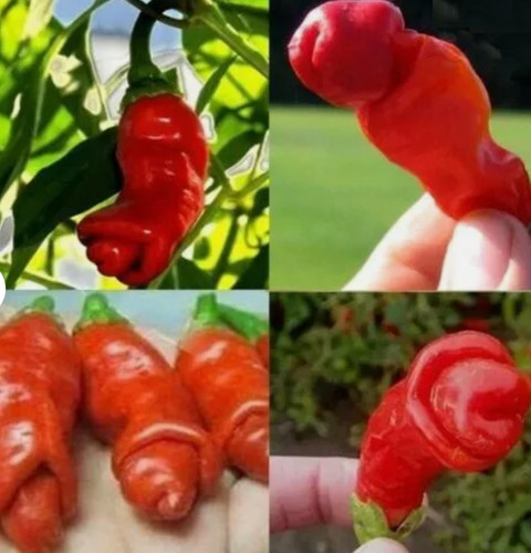 Pepper seed red - seed,