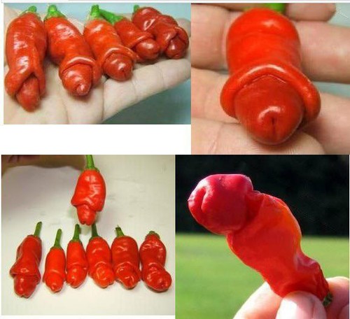 Peter pepper seeds rare - seeds, /