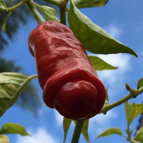 Peter pepper seeds - 10+,