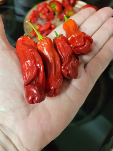 Rare peter pepper seeds - 30,